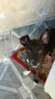 Cachorro ra a SRD-ViraLata idade 7 a 11 meses nome valetina 