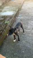 Cachorro ra a SRD-ViraLata idade 7 a 11 meses nome valetina 