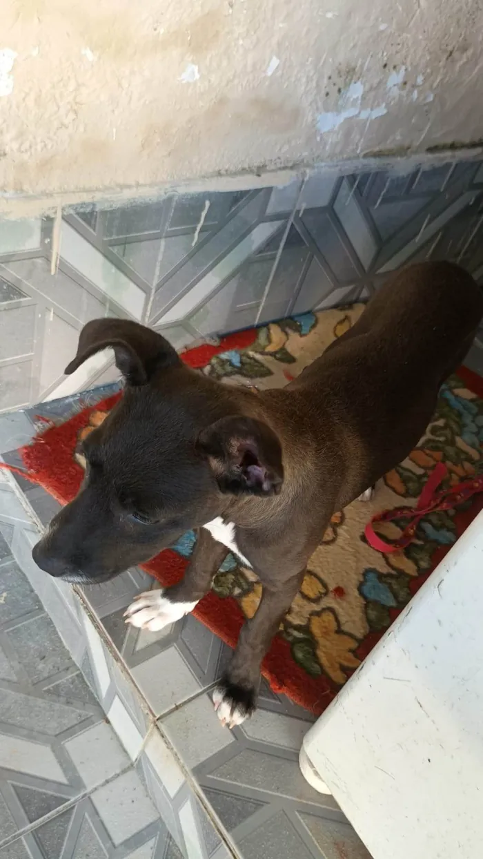 Cachorro ra a SRD-ViraLata idade 7 a 11 meses nome valetina 