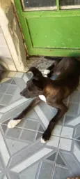 Cachorro ra a SRD-ViraLata idade 7 a 11 meses nome valetina 