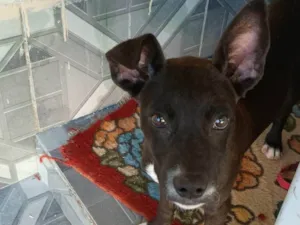 Cachorro ra a SRD-ViraLata idade 7 a 11 meses nome valetina 