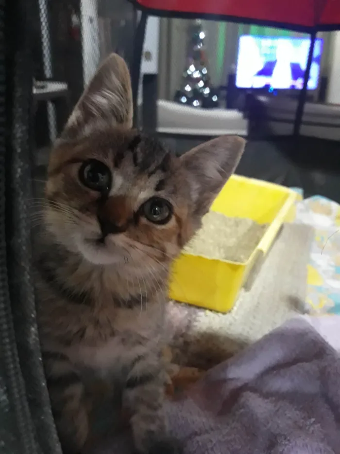 Gato ra a SRD-ViraLata idade 2 a 6 meses nome Filhote de gatinha