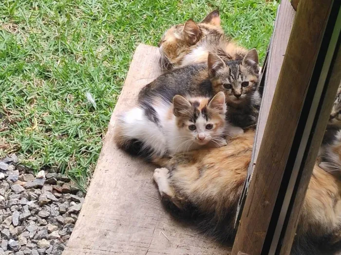 Gato ra a SRD-ViraLata idade 2 a 6 meses nome Filhote de gatinha