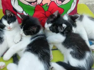 Gato raça SRD-ViraLata idade 2 a 6 meses nome Nhonho, Kiko, chaves e Chiquinha!