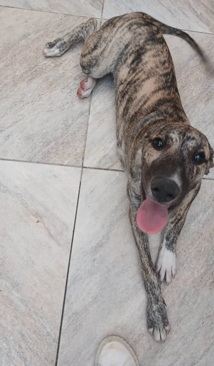 Cachorro ra a SRD-ViraLata idade 7 a 11 meses nome Zuri