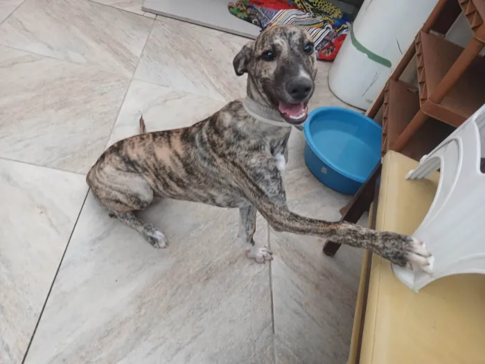 Cachorro ra a SRD-ViraLata idade 7 a 11 meses nome Zuri