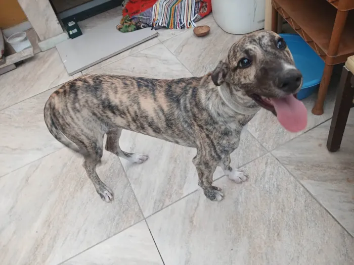 Cachorro ra a SRD-ViraLata idade 7 a 11 meses nome Zuri