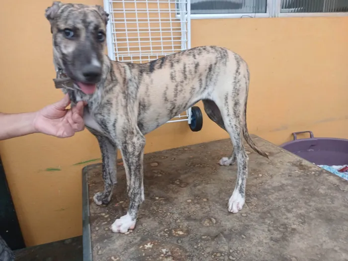Cachorro ra a SRD-ViraLata idade 7 a 11 meses nome Zuri