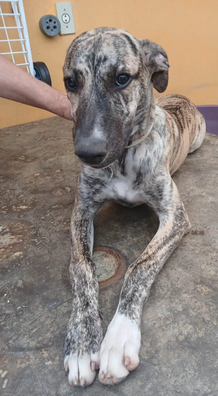 Cachorro ra a SRD-ViraLata idade 7 a 11 meses nome Zuri