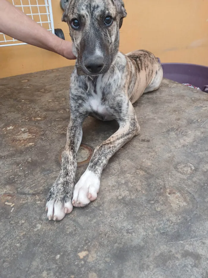 Cachorro ra a SRD-ViraLata idade 7 a 11 meses nome Zuri