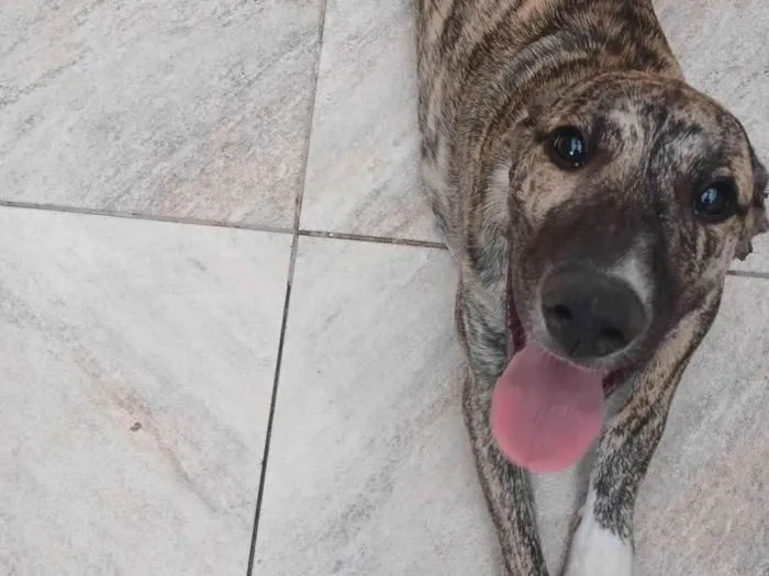 Cachorro ra a SRD-ViraLata idade 7 a 11 meses nome Zuri
