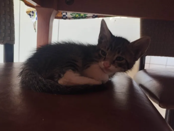 Gato ra a SRD-ViraLata idade Abaixo de 2 meses nome Amanda Borges da Silva