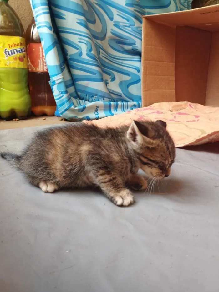 Gato ra a SRD-ViraLata idade Abaixo de 2 meses nome Sem nome
