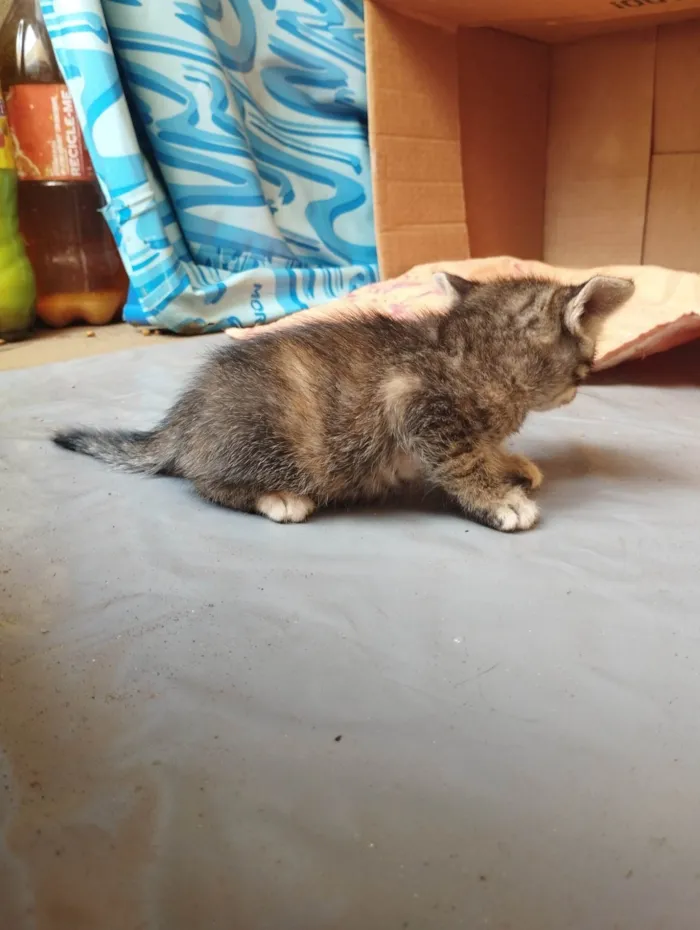 Gato ra a SRD-ViraLata idade Abaixo de 2 meses nome Sem nome