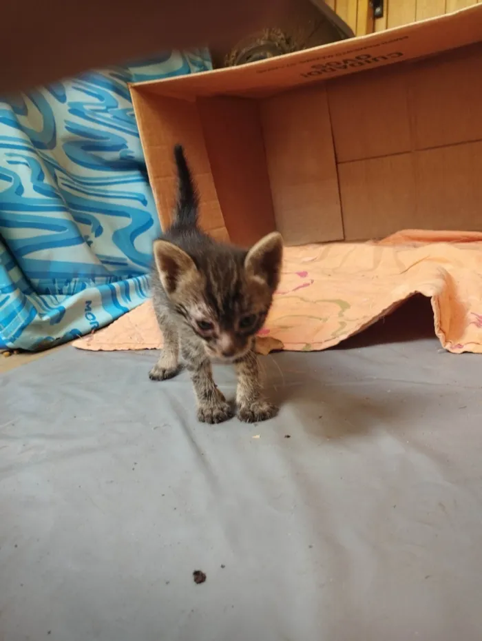 Gato ra a SRD-ViraLata idade Abaixo de 2 meses nome Sem nome