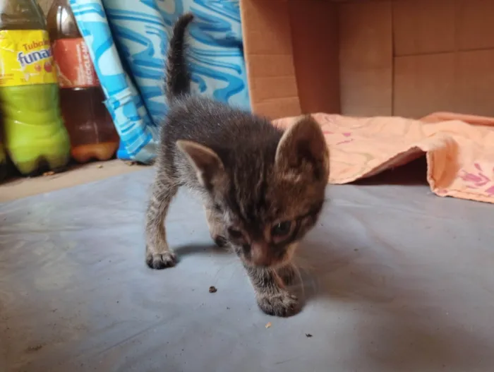 Gato ra a SRD-ViraLata idade Abaixo de 2 meses nome Sem nome