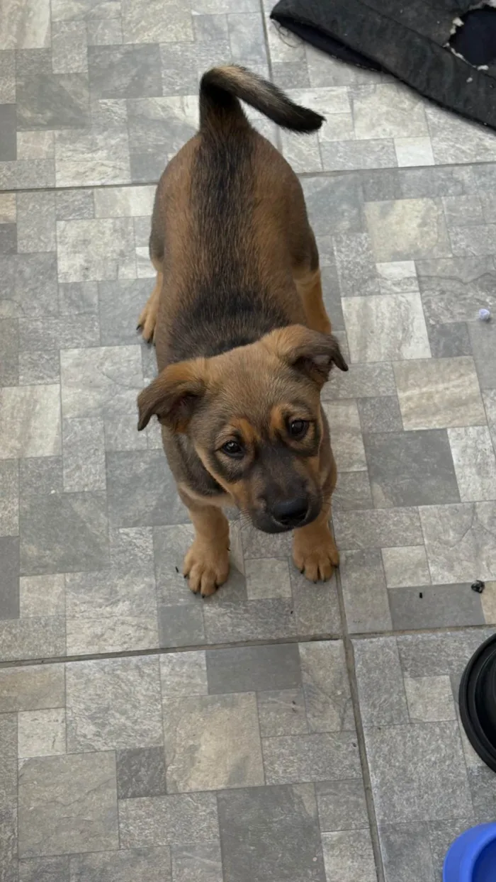 Cachorro ra a SRD-ViraLata idade 2 a 6 meses nome Sem nome 