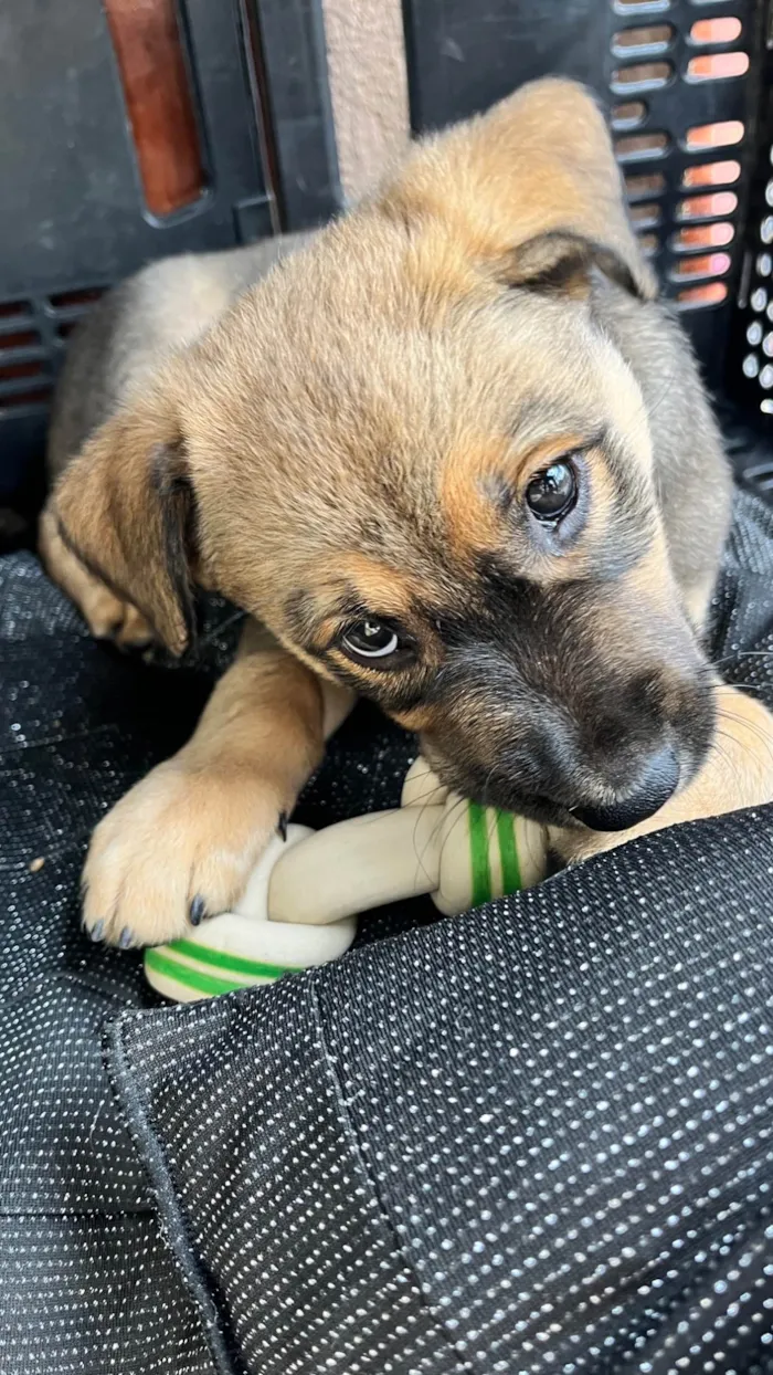 Cachorro ra a SRD-ViraLata idade 2 a 6 meses nome Sem nome 
