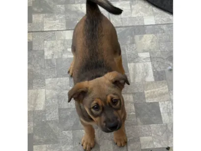 Cachorro raça SRD-ViraLata idade 2 a 6 meses nome Sem nome 