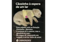 Cachorro raça Poodle idade 2 anos nome Cãozinho da estação 