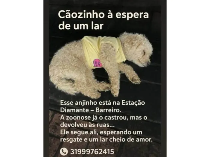 Cachorro ra a Poodle idade 2 anos nome Cãozinho da estação 