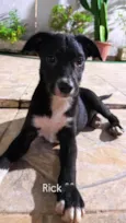 Cachorro ra a SRD-ViraLata idade 2 a 6 meses nome Rick e Magie 