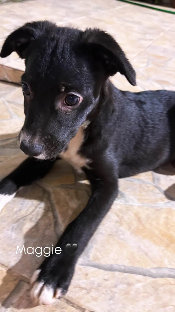 Cachorro ra a SRD-ViraLata idade 2 a 6 meses nome Rick e Magie 