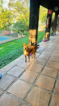 Cachorro ra a SRD-ViraLata idade 4 anos nome Cookie