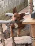 Cachorro ra a SRD-ViraLata idade 4 anos nome Cookie