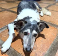 Cachorro ra a SRD-ViraLata idade 4 anos nome Hugo 