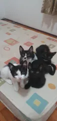 4 gatinhos para adoção – 2 meses