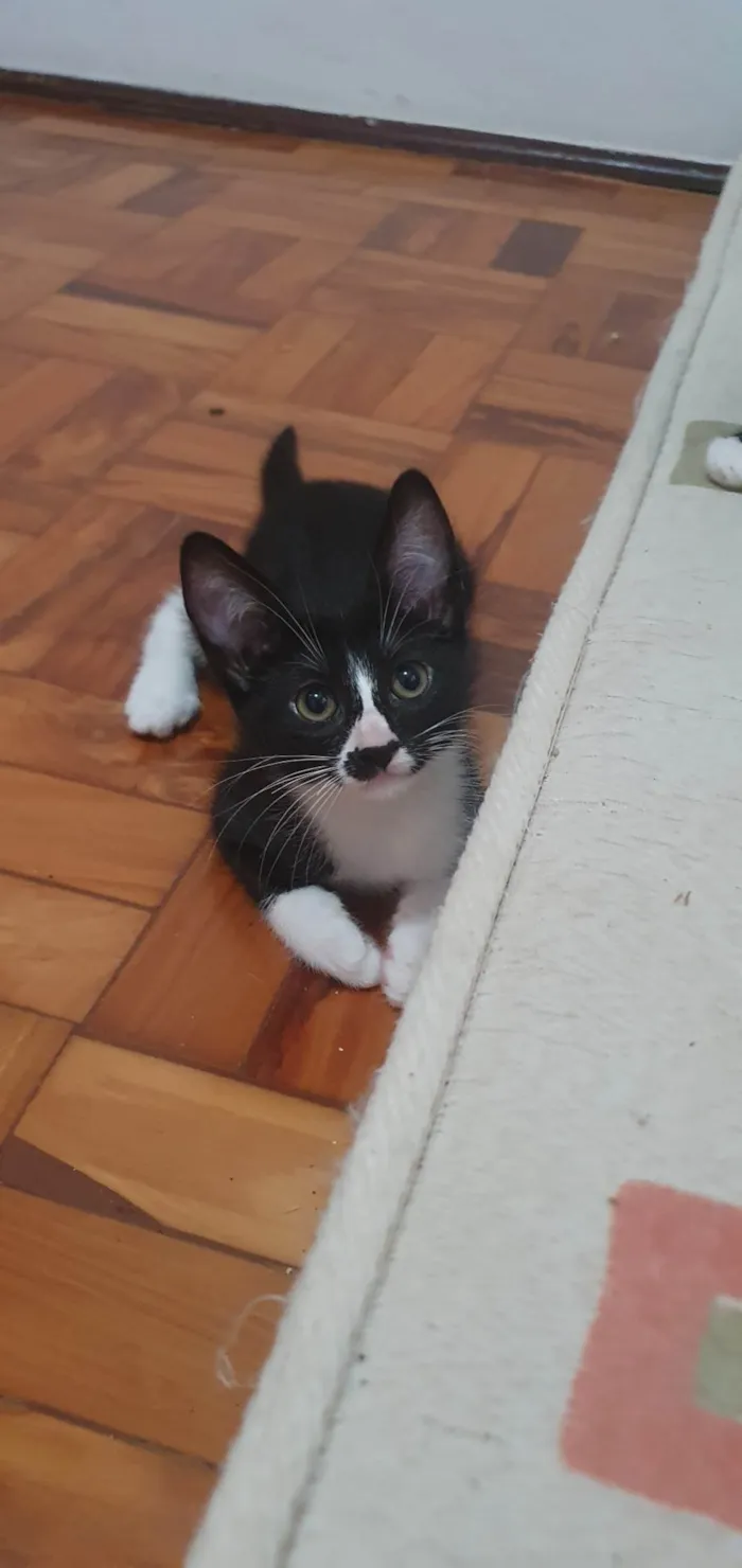 Gato ra a SRD-ViraLata idade 2 a 6 meses nome 4 gatinhos para adoção – 2 meses