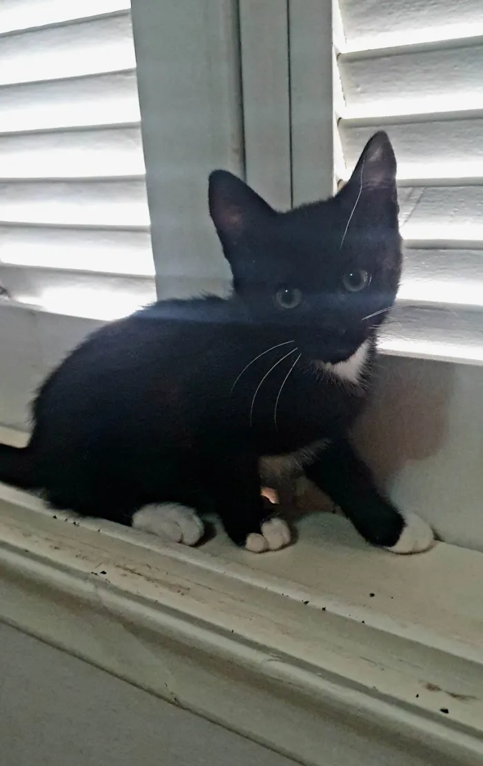 Gato ra a SRD-ViraLata idade 2 a 6 meses nome 4 gatinhos para adoção – 2 meses