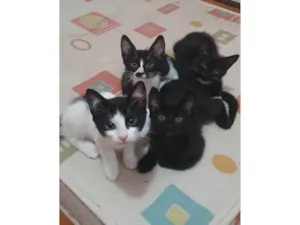 Gato raça SRD-ViraLata idade 2 a 6 meses nome 4 gatinhos para adoção – 2 meses