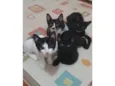 4 gatinhos para adoção – 2 meses
