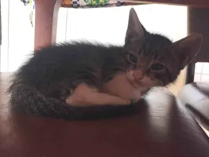 Gato ra a SRD-ViraLata idade Abaixo de 2 meses nome Amanda Borges da Silva