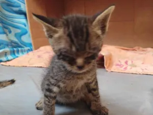 Gato raça SRD-ViraLata idade Abaixo de 2 meses nome Sem nome