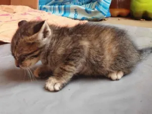 Gato ra a SRD-ViraLata idade Abaixo de 2 meses nome Sem nome