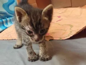 Gato ra a SRD-ViraLata idade Abaixo de 2 meses nome Sem nome