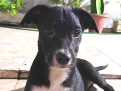 Cachorro raça SRD-ViraLata idade 2 a 6 meses nome Rick e Magie 