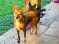 Cachorro raça SRD-ViraLata idade 4 anos nome Cookie