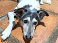 Cachorro ra a SRD-ViraLata idade 4 anos nome Hugo 