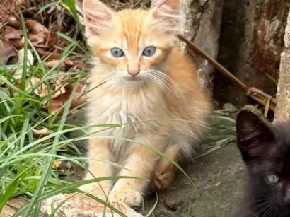 Gato raça SRD-ViraLata idade 2 a 6 meses nome Lion