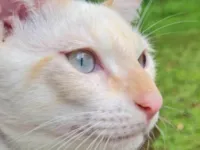 Gato raça SRD-ViraLata idade 3 anos nome Simba