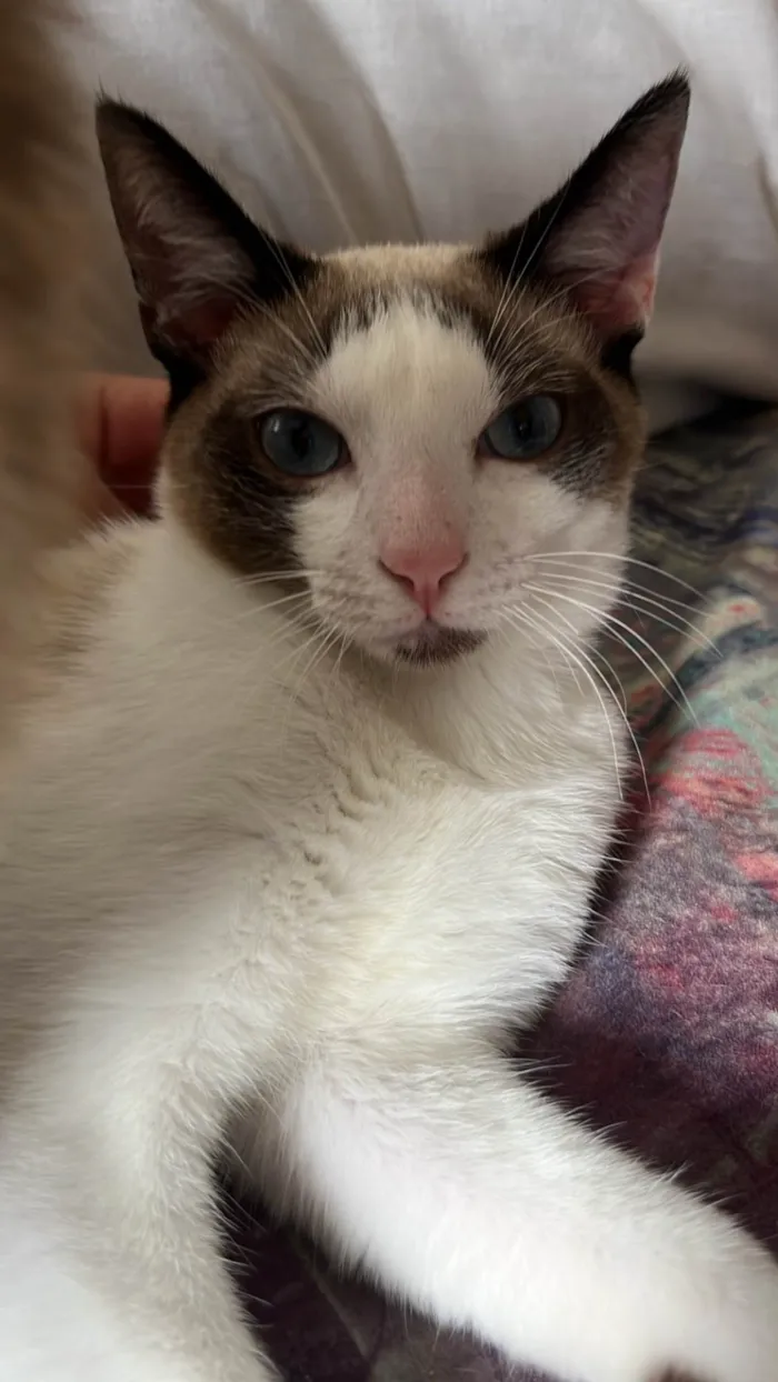 Gato ra a SRD-ViraLata idade 7 a 11 meses nome Nao tem um nome ainda