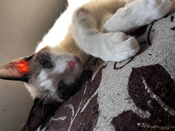 Gato ra a SRD-ViraLata idade 7 a 11 meses nome Nao tem um nome ainda
