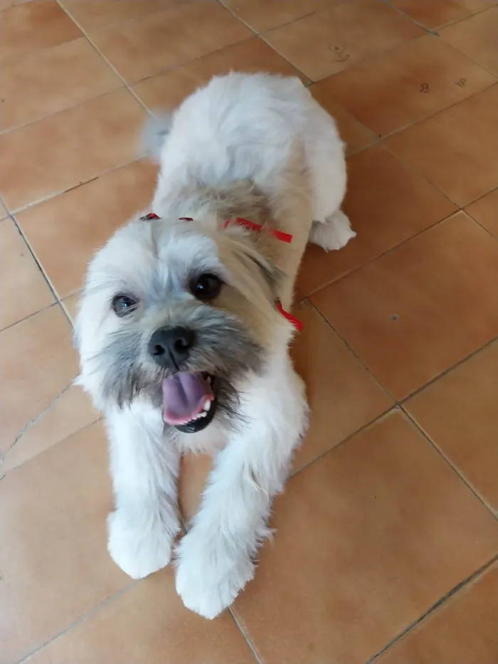 Cachorro ra a SRD-ViraLata idade 2 anos nome Pyter