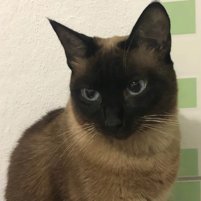 Gato ra a SRD-ViraLata idade 5 anos nome Skyler 