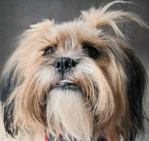 Cachorro raça Shitzu idade 1 ano nome Shakira 