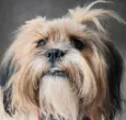 Cachorro raça Shitzu idade 1 ano nome Shakira 